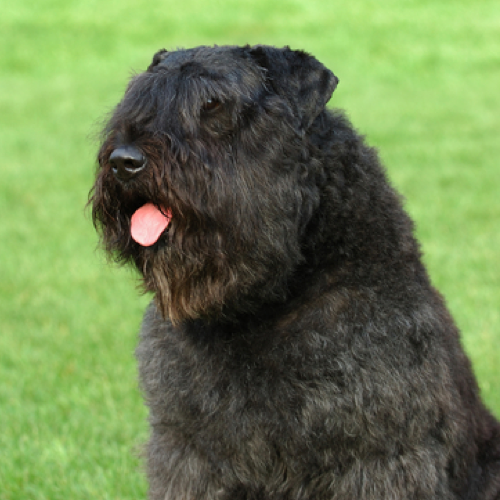 Bouvier brindle best sale